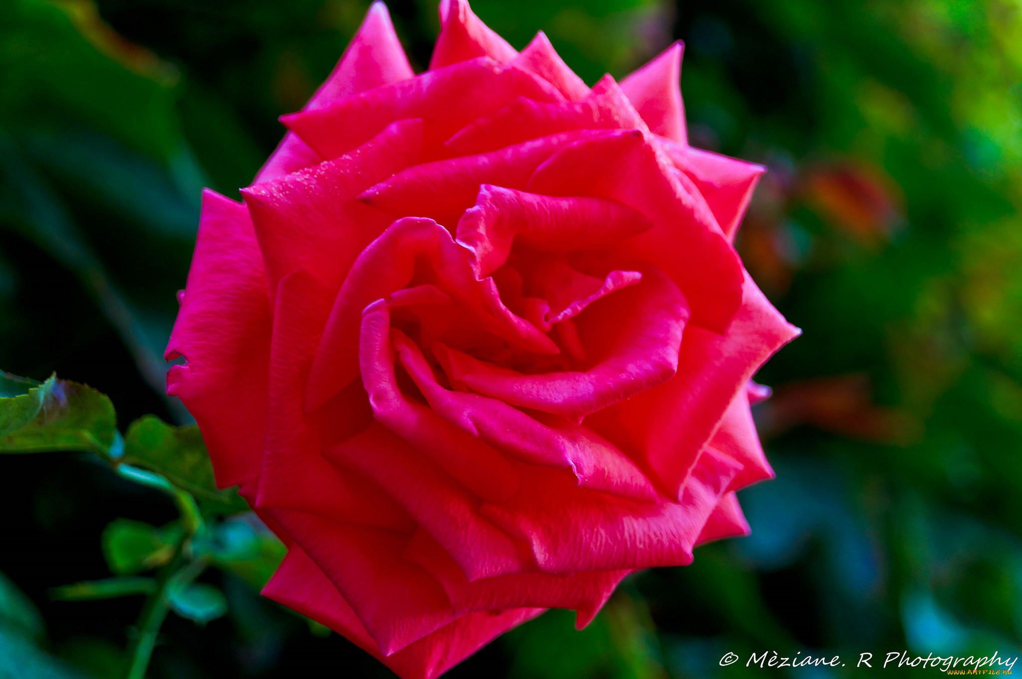 , , rose, , , leaves, blossoms, , petals, bud, , 
